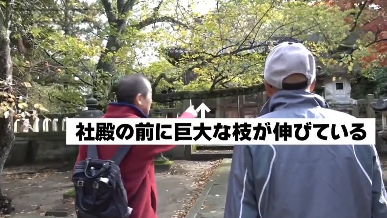 ご神木の桜が一直線に参道を横切る